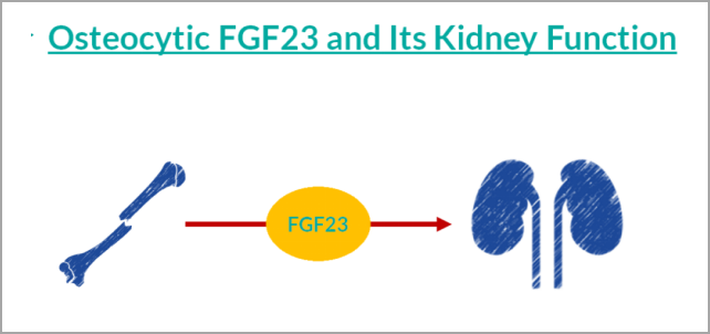 重大突破！研发FGF23项目，精准诊断CKD及CKD-MBD